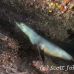 lion_sea_galapagos_cou_h_0069_ecu1155.jpg